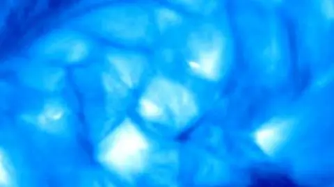 Komórki koronalne. Wyglądają jakby tworzyły tkankę