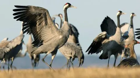 Coraz więcej żurawi w Polsce