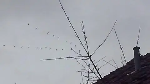 Bartoszyce (warmia-mazury) Dzis 18.03.2014 do Bartoszyc zawitały boćki! co parę minut lecą stadami szukać domu dla siebie i dla przyszłych pociech!! uwielbiam bociany!