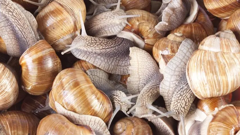 Zniknęły ślimaki warte 90 tysięcy euro. "Prawdziwy cios"