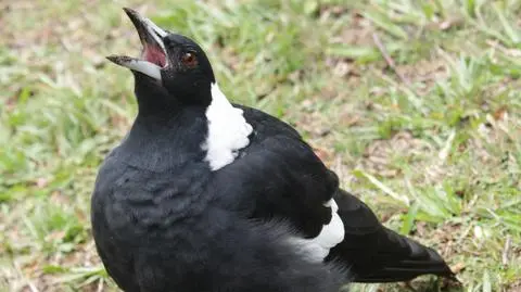 Dzierzbowrony potrafią zaatakować