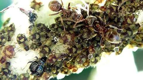 Podkarpacie krainą miodem płynącą