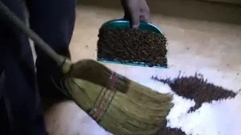 Inwazja biedronek w Rumunii