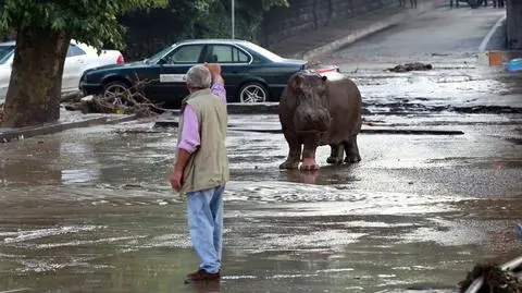 Tbilisi: najgorsze ulewy od półwiecza. Wielka ucieczka z zoo