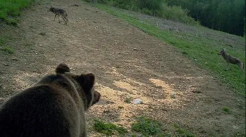 Wilki i niedźwiedzie na ogół starają się siebie unikać