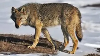 Wilki w Norwegii są zagrożone wyginięciem