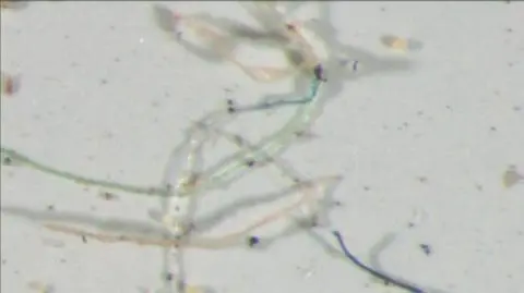 Plastikowe włókna odnalezione w kroplach deszczu (USGS)