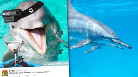 Delfin szpiegiem izraelskiego wywiadu? Hamas więzi go od dwóch tygodni