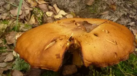 Rycerzyk czerwonozłoty
Rycerzyk czerwonozłoty (Tricholomopsis rutilans) - gatunek grzyba z rodzaju rycerzyk.
Grzyb jadalny: jest uważany za grzyb jadalny jako domieszka w małych ilościach do potraw mieszanych, może bowiem wywoływać dolegliwości...