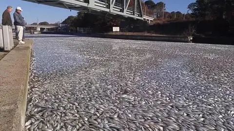 Dziesiątki tysięcy śniętych ryb  w kanale w Nowym Jorku