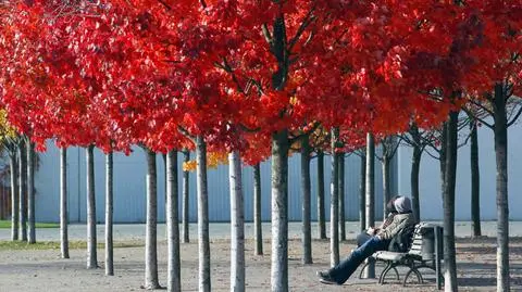 W piątek wyjrzy słońce. Na termometrach nawet 16 st. C