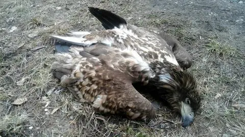 Znaleziono martwe bieliki. Prawdopodobnie ptaki zostały otrute