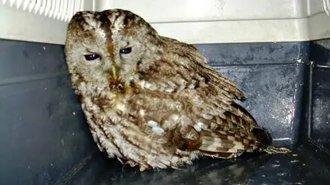 Puszczyk przejechał 400 km na gapę