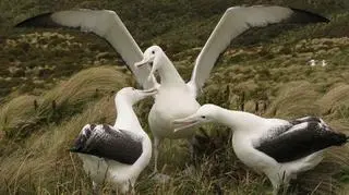Albatrosom grozi wyginięcie 