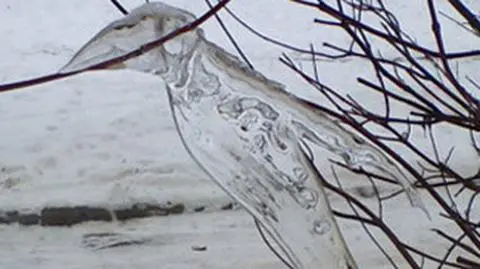 Lodowy okaz przysiadł na gałęzi