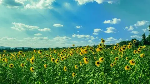 Powrót upałów