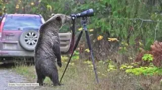 Grizli zainteresowany aparatem fotograficznym
