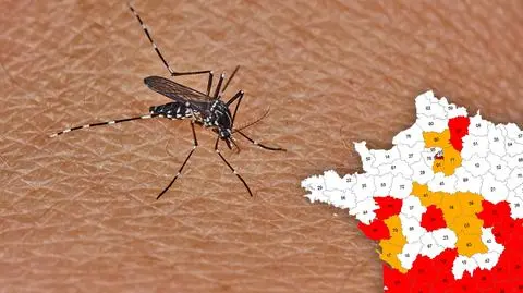 Plaga komarów tygrysich. Ukąszenie może być niebezpieczne