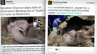 Słonica Yani padła w indonezyjskim zoo