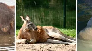 Pocąc się, ochładzamy nasz orgnizm i zabezpieczamy się przed przegrzaniem. Zapewniają nam to gruczoły potowe. Większość zwierząt ich nie posiada, chłodzą się w zupełnie inny sposób. Każdy gatunek posiada swój system kontroli temperatury. Psy na przykład chronią swój organizm przed wysokimi temperaturami ziajając. 