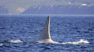Iceberg może się pochwalić dwumetrową płetwą grzbietową