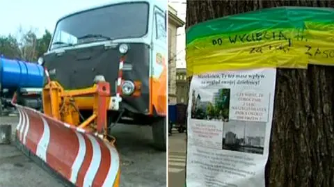Żółto-zielone opaski pojawiły się na poznańskich drzewach
