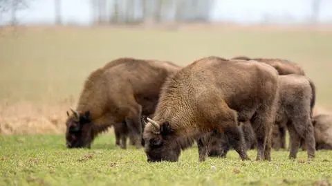 Nie udało się policzyć żubrów w Białowieży. Za dużo żołędzi, za mało śniegu