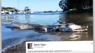 Dziwne stworzenie na wybrzeżu Australii