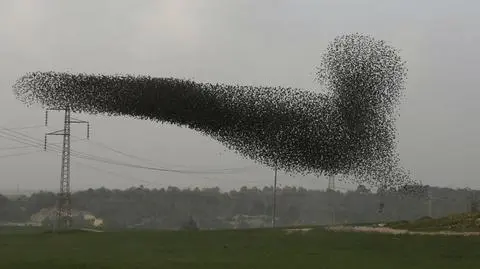 Żywa chmura na izraelskim niebie. Niezwykły popis ptasiego stada