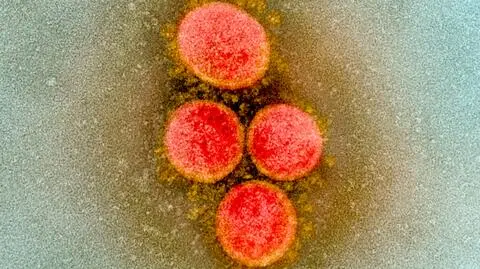 "W Polsce mamy do czynienia z genetyczną mieszanką wielu typów i podtypów SARS-CoV-2"