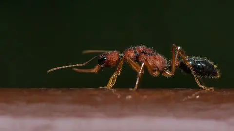 Mrówki z gatunku Harpegnathos saltator
