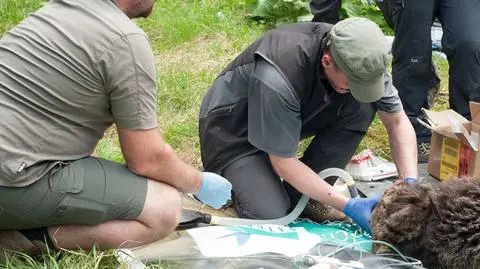 Sparaliżowany niedźwiedź został uśpiony