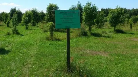 Grzyb dziesiątkuje jesiony