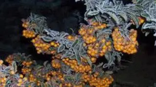 Przymrozek na jarzębinie