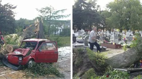 Silny wiatr podczas burz powalił wiele drzew