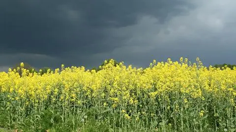 W Polsce będzie burzowo