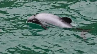Przedstawiciel gatunku delfin Hectora - zagrożone Maui to jego podgatunek