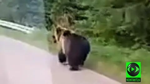 Przed maskę wybiegł mu niedźwiedź. Nagranie Reportera 24 z Bieszczad