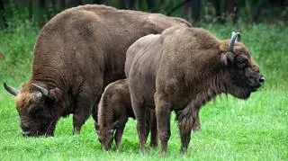 Gruźlica u zwierząt żyjących w dolinie górnego Sanu okazała się bardzo zaawansowana
