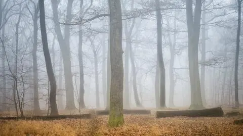 Poranek miejscami będzie mglisty