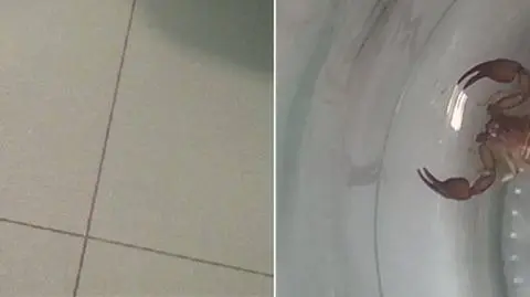 Kupił banany, znalazł skorpiona. "Boję się, że jest ich więcej"