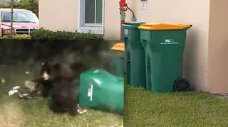 Niedźwiedzie żerują w śmieciach