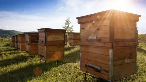 Mniej miodu zebranego na Podkarpaciu. "To pogoda decyduje o zbiorach"