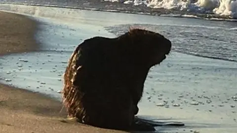 Bóbr wyszedł z morza na plażę w Gdańsku