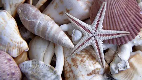 Atlantycka plaża 100 km od oceanu