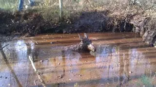 Młody łoś, który utkwił w bagnie