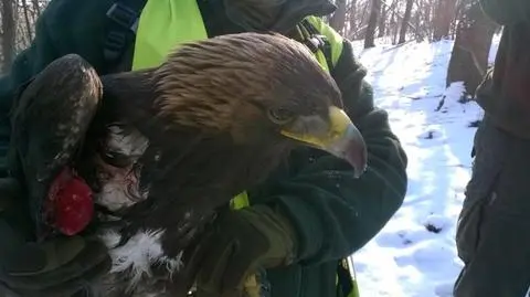 Na Podkarpaciu uratowano rzadkiego orła