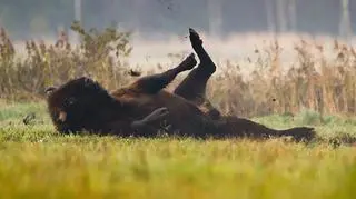 Białowieski żubr poczuł wiosnę