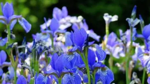 Zapach Twojego ogrodu 