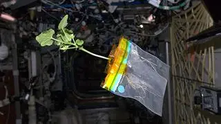 Rose rośnie na ISS